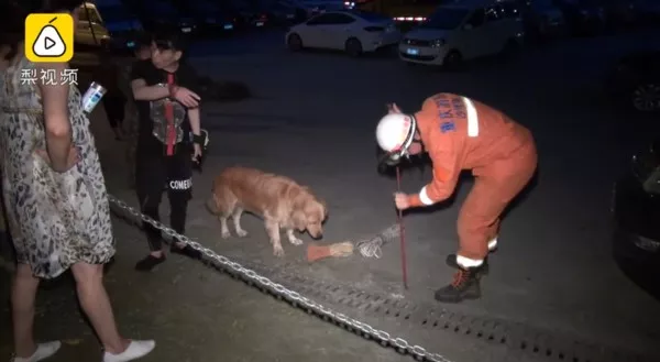 流浪狗被困下水道奄奄一息，路过的大金毛急忙“报警”，看哭了！