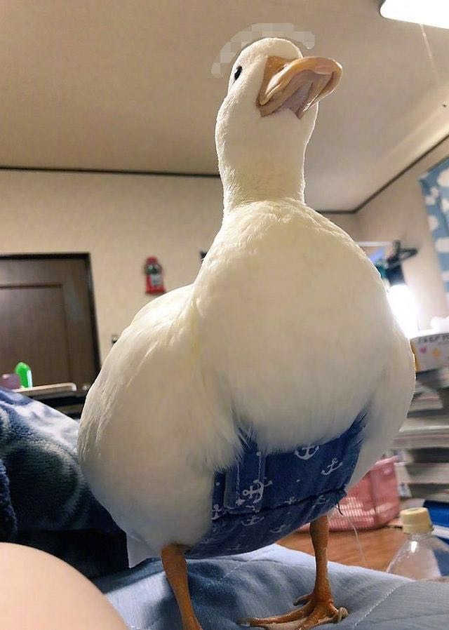 一男子把黑熊当宠物？