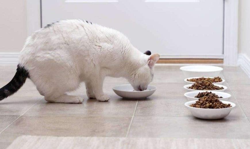 猫咪究竟该如何喂养？不同阶段不同方法，时间控制很重要！