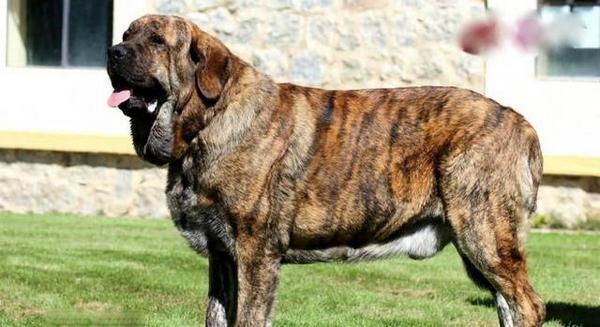 地球上5大体型最大的狗狗，第一能与熊和狼搏斗，你知道吗？