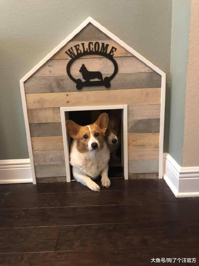 学校表白墙直播狗狗安全，这是一群什么天使啊