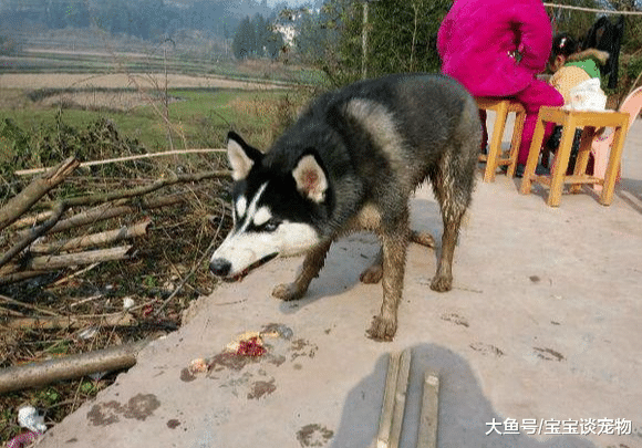 带哈士奇回乡下才半天，它就露出了原始的本性