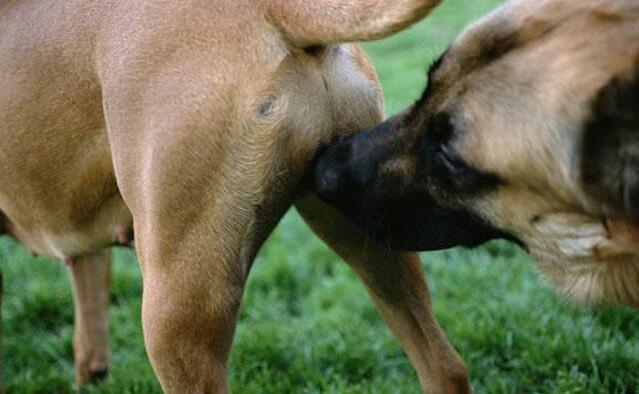 在家如何清理狗狗“肛门腺”? 送你5个小妙招, 轻松解决!