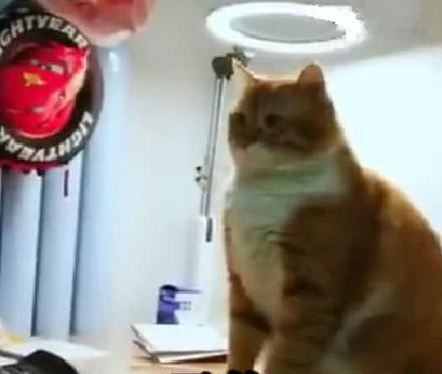 橘猫监督小主人做作业, 看到他开小差, 抬起爪子就要打: 让你分心