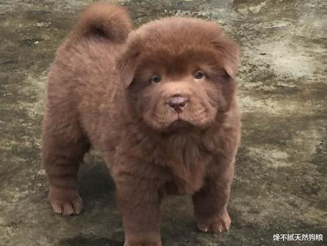 “土狗”很丑？那是你没见过这5种颜值爆表的狗