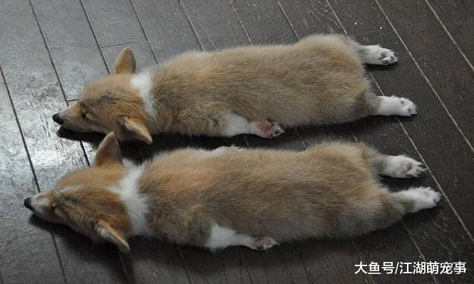 适合一般人养的5种狗，养了之后立马就喜欢他们