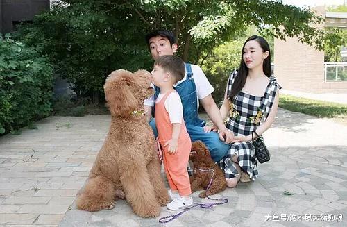 杜江家的巨型贵宾，为何生活中很少有人养？