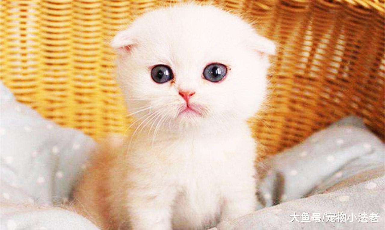 什么猫都可以爱，唯独这种猫不能爱，因为你的爱是在它伤口上撒盐