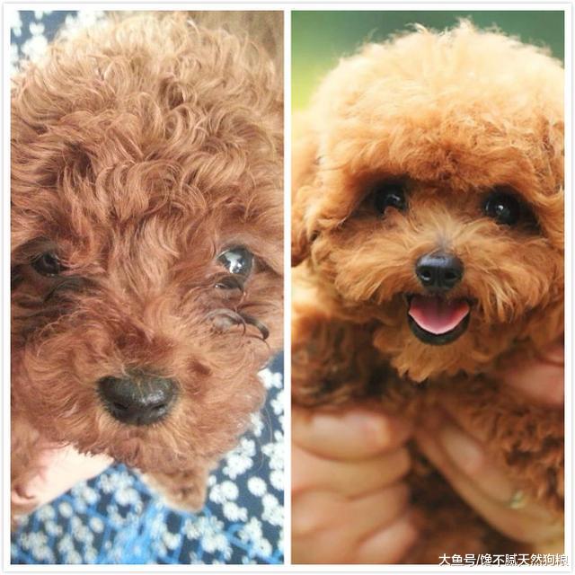 泰迪犬有“泪痕”别慌张，简单5招，就能轻松解决