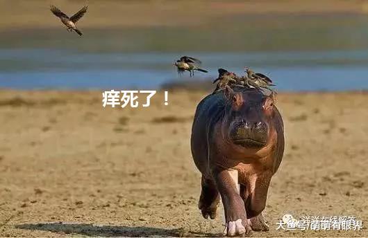 小河马忽然狂躁的奔跑呐喊，鼻子耳朵上飞出一堆东西，专家解读有趣了
