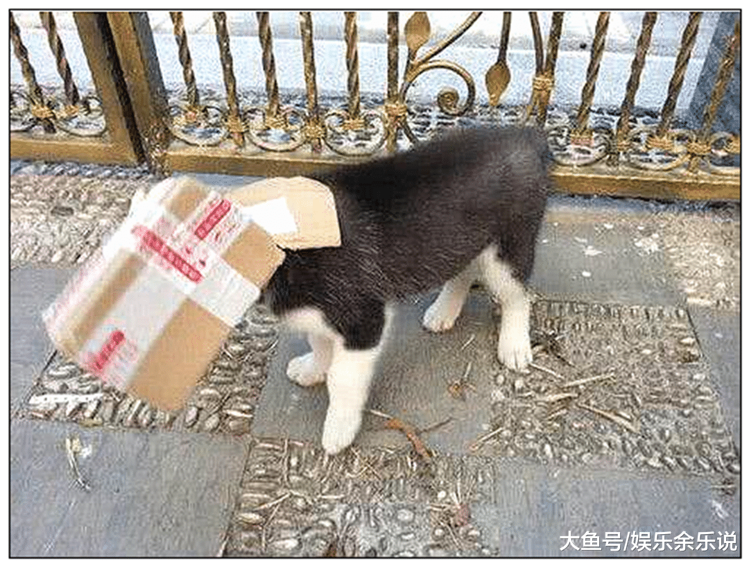 突然听到二哈在院子大叫，主人以为有人偷狗，出来一看笑到扶墙走