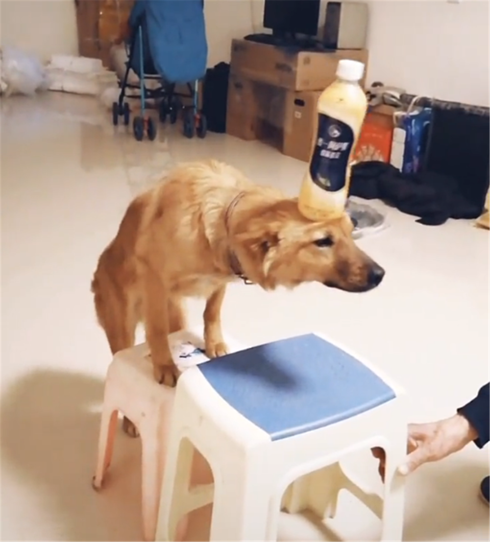 田園犬為小主人表演節目，用頭頂水瓶爬板凳，網友：穩如老狗……