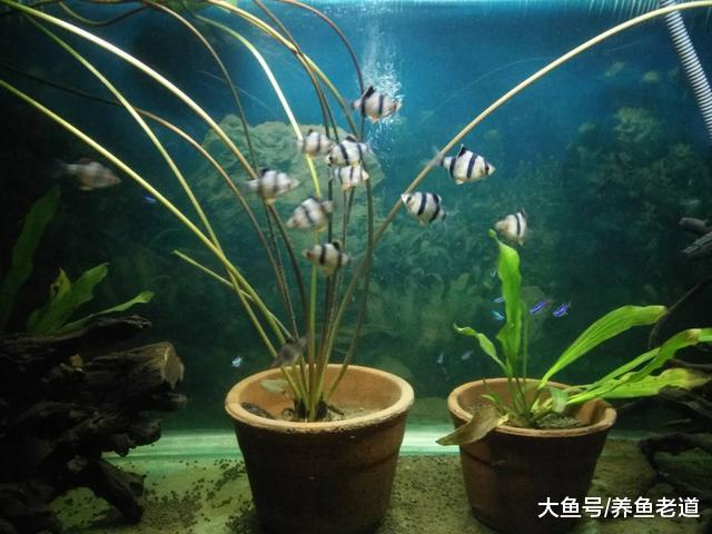 实践证明虎皮鱼确实咬燕鱼，再加上一条罪过，还啃食水草