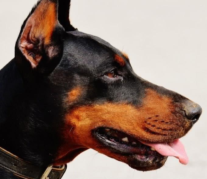 狗狗口臭僅僅是清理不當、有異味那么簡單嗎，更是狗狗患病的前兆