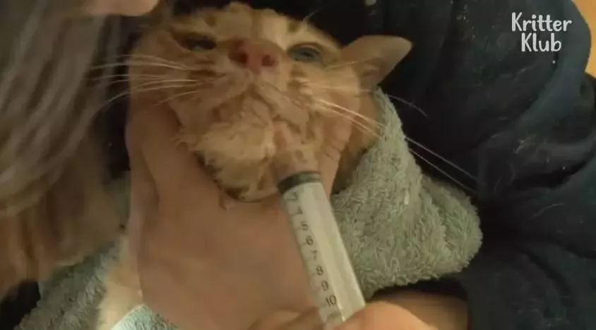 因为爱，这只橘猫爆瘦成一道闪电