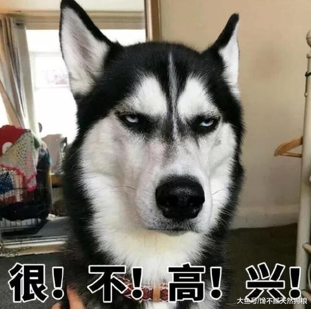 為什么狗狗不怕挨揍也要犯錯？原因有5個，恨你是其中之一！