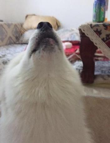 狗狗为什么会突然学狼叫? 原因有5点!
