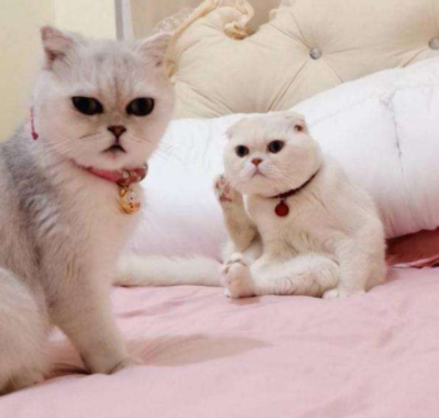 猫主子不爱凉白开，独爱“鱼汤”，水缸中的鱼表示：我好方