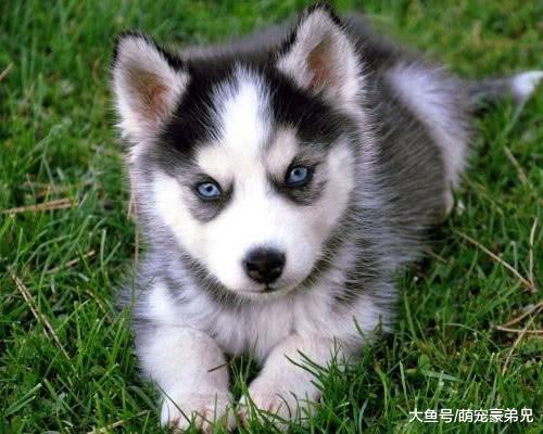 朋友说这只哈士奇与众不同，900块将其买回，五个月后蒙圈了