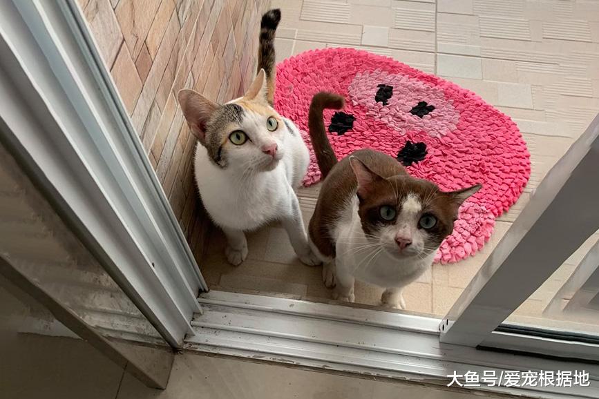 一年前喂过的小公猫，竟拖家带口找上门：喂过我就要负责！
