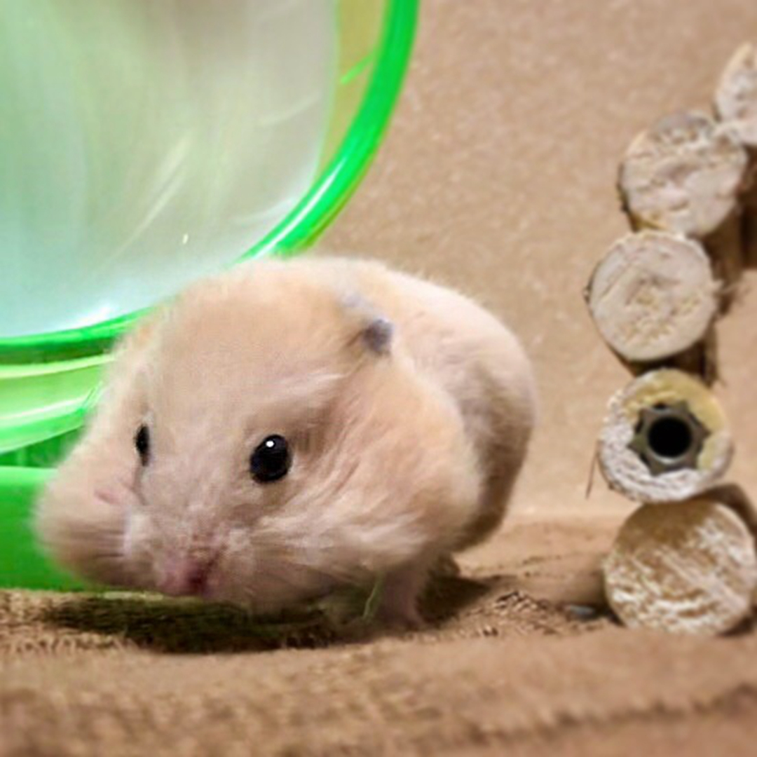 主人亲自下厨给仓鼠加餐，米熊满脸幸福，而加餐原因并非全是疼爱