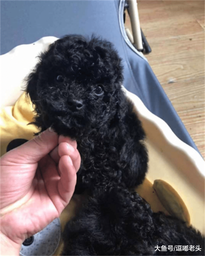 流浪贵宾犬3天不吃喝，做手术时发现，肠道里全是烂布槟榔和塑料