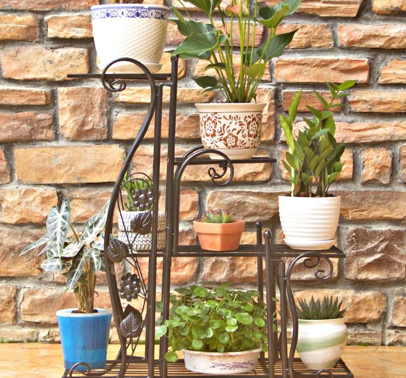 家里的绿萝逆天疯长，媳妇买了花架，一发朋友圈，邻居都来要链接