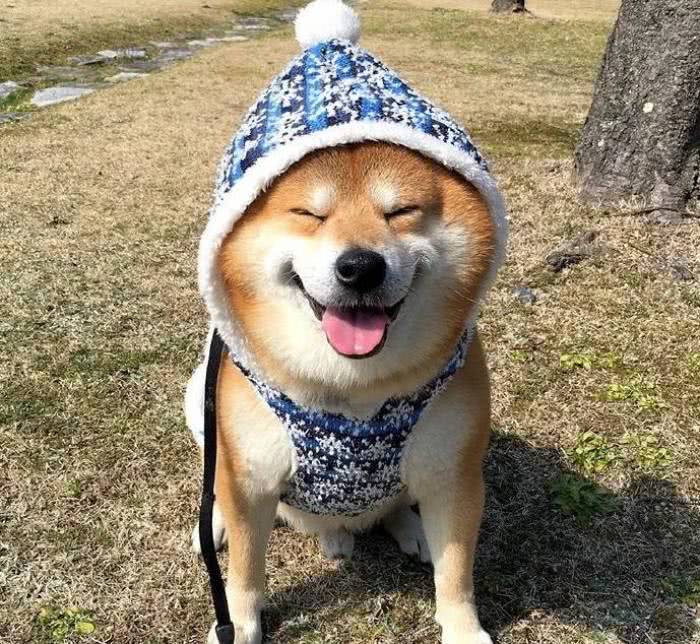 想要狗狗更長壽，做到這4點就夠了！