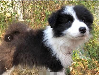 打扫房间，发现小奶狗被租客遗弃，小家伙盯着我生怕又把它遗弃！