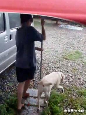 狗狗上厕所场面壮观，撑超大伞给它挡雨，主人：娘娘出巡