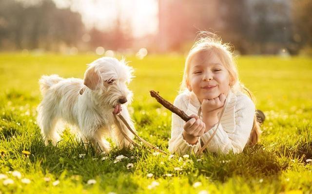 对宠物狗来说, 出门“牵引”也是一种爱!