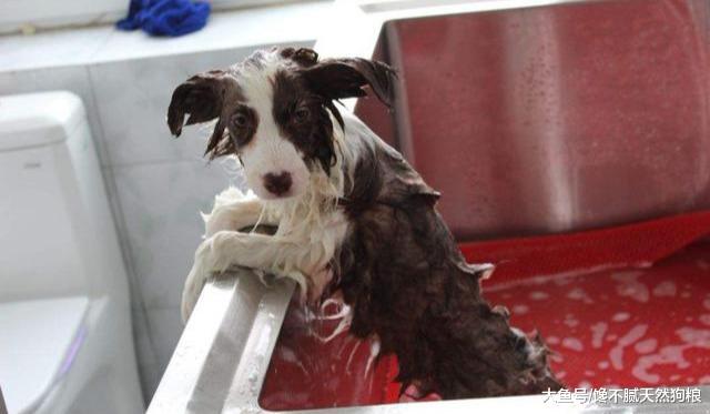 不容忽视！在这5种情况下，宠主千万不要给边牧洗澡