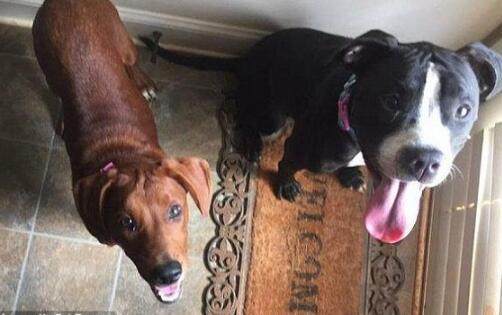 流浪狗看到同伴即将被安乐死，双手紧紧拥抱它，直到被收养才松手