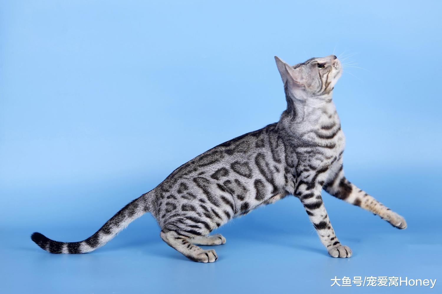 8種年輕人最喜愛的貓，你家貓咪上榜了嗎？最后一種有爭議