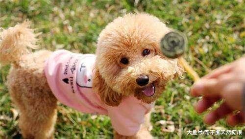 主人爱不爱自家泰迪犬，就看他有没有做好这5件事！