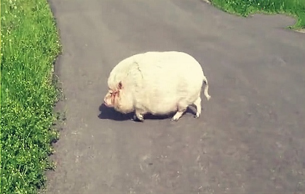 奶奶养了一头猪舍不得吃，2年后儿子进猪圈，眼前的画面很无语！