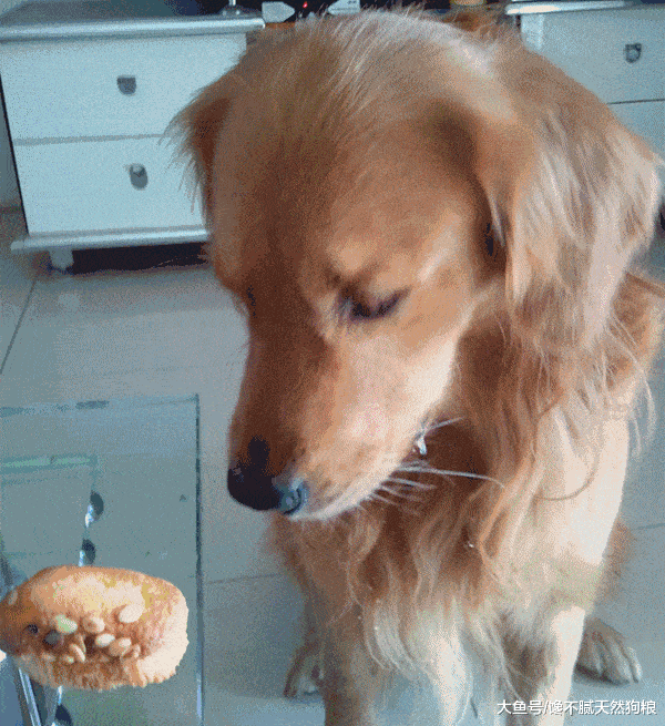 问我为什么不养狗? 这5点, 就是原因!