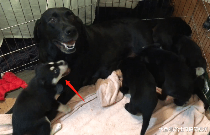 拉布拉多生了8只娃，结果6只都没人要，感觉喝奶方式就不对