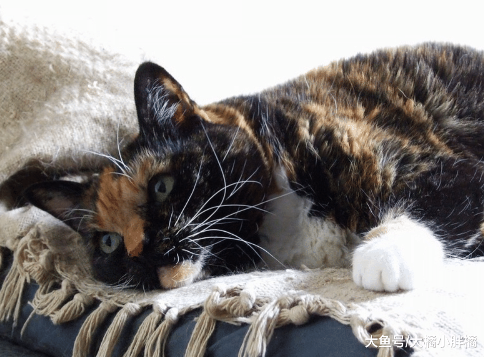 猫咪“反省”时做的5个动作，可别以为它在抬杠，你就原谅了它吧