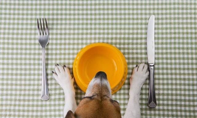 对狗狗十分健康的15种食物，不知道的赶紧记下来