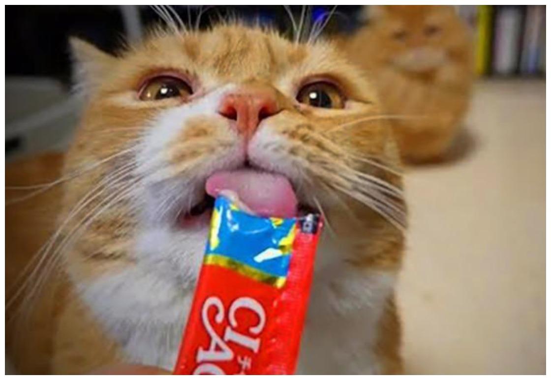 猫咪零食吃不停, 女主人和它哭穷, 它: 关我什么事