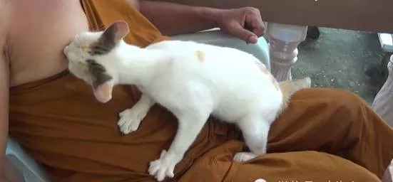 画面有点污，泰国一只奶牛猫，逮住寺院住持，狂吸他的奶！
