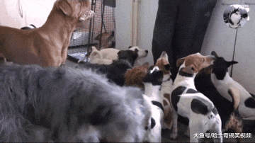 妹子领养了22只流浪狗，收入都花在了狗粮上，不过却很开心