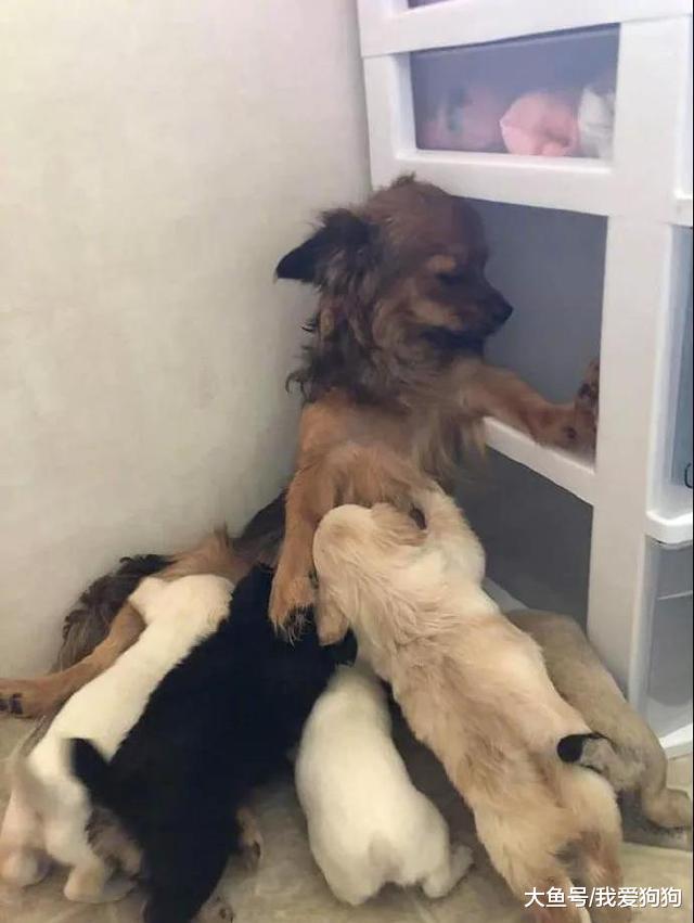家里的狗子第一天当妈VS现在，这也太真实了吧