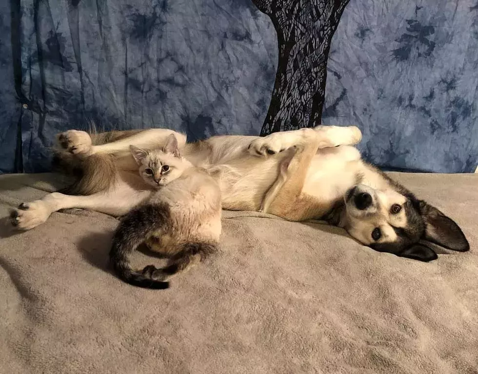 瘫痪小猫被亲妈遗弃，隔壁二哈：你不养，我养！