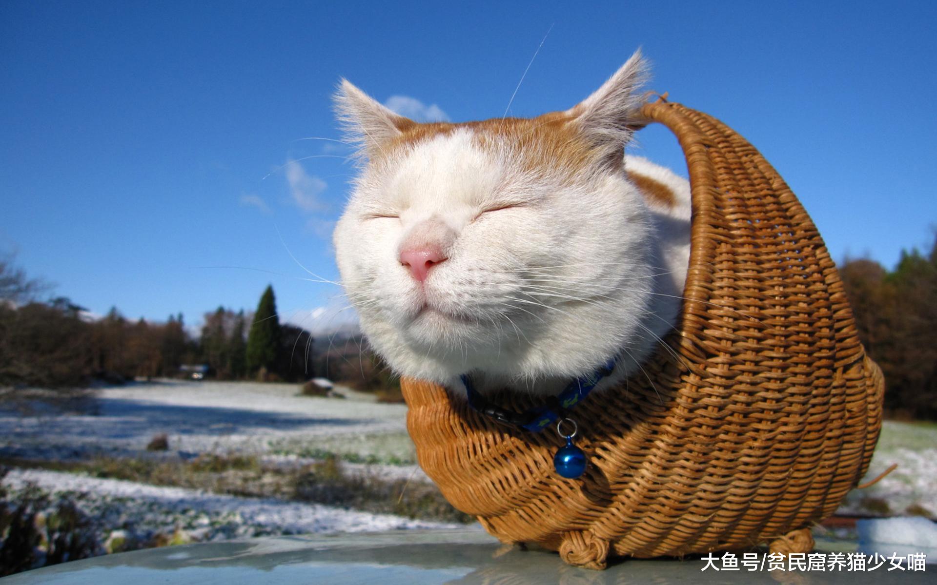 辟谣：猫咪天生爱吃鱼，这真是个天大的误会