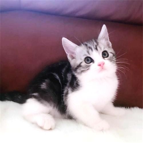 如何辨别纯种猫咪