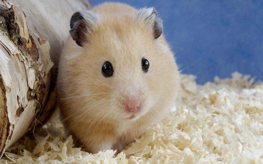 女孩把刚出生的小鼠崽放碗里，拍照发朋友圈，下一秒手机响个不停