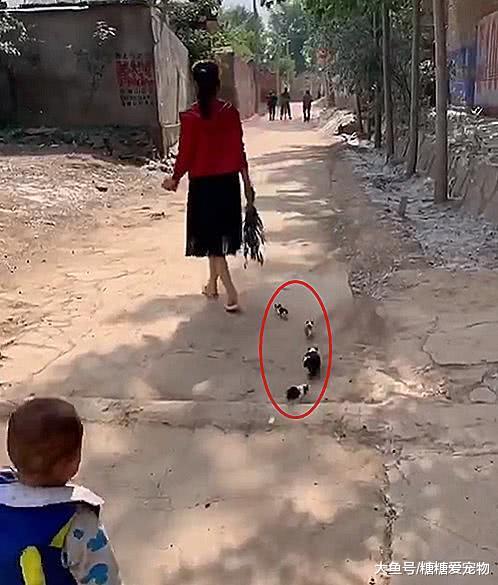 某村子里，惊现一群荷兰猪跟踪红衣女子，网友：这是猪妈妈吧？