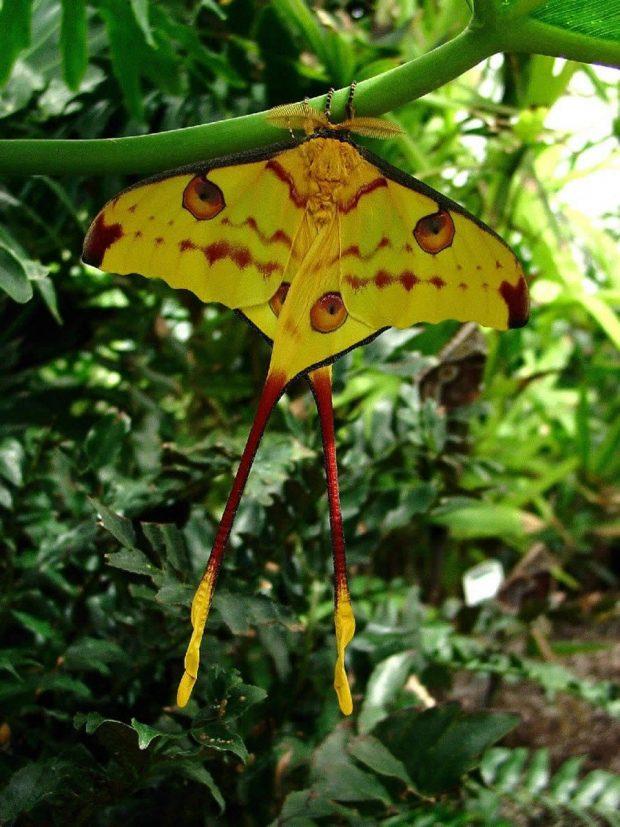 世界上最美丽的蝴蝶